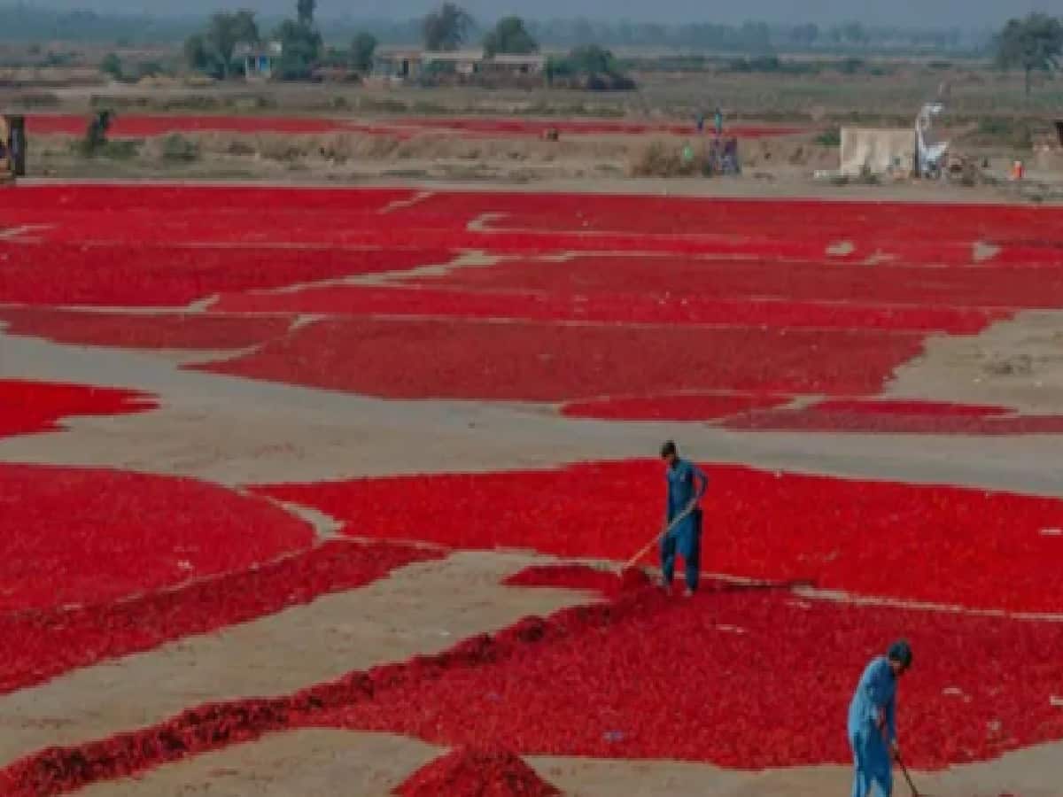 Climate Crisis in Pakistan's Red Chili Capital: Kunri Farmers Face Livelihood Collapse Amid Extreme Heat and Floods