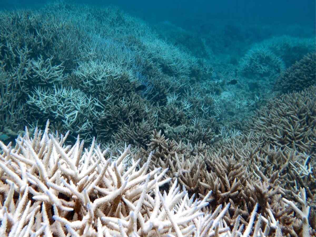 Over 200 Indian Scientists Sound Alarm on Imminent Ecosystem Collapse