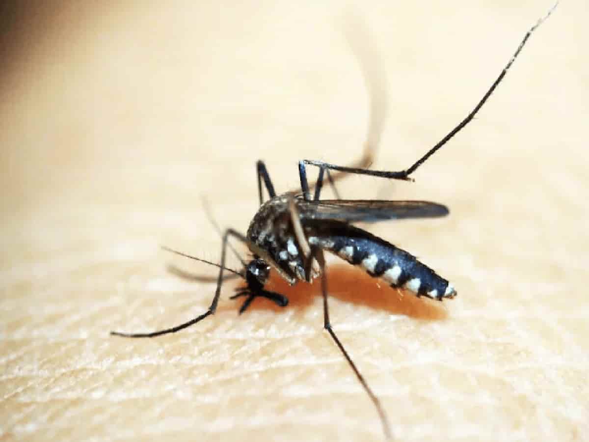 Fever and Red Spots, Why Sudden Skin Rashes Could Be Dengue