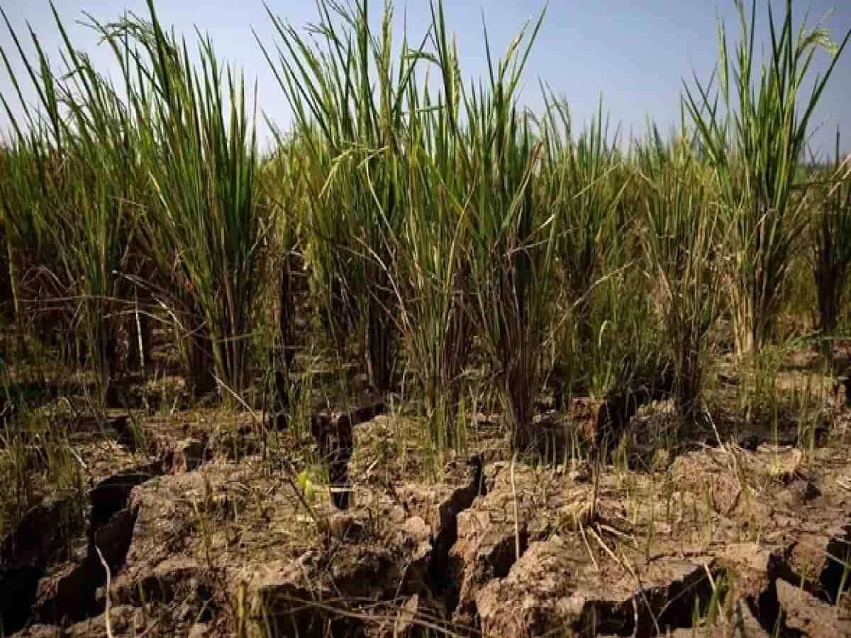 El Nino Drought: Centre Cuts Food Grain Output Target to 373.93 MT
