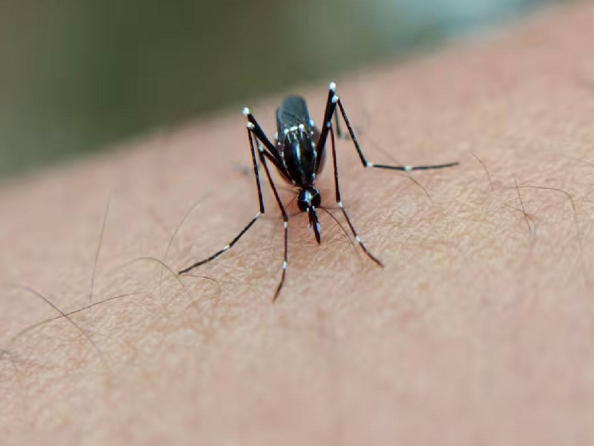 Dengue Cases: Spot These Dangerous Changing Weather Symptoms 