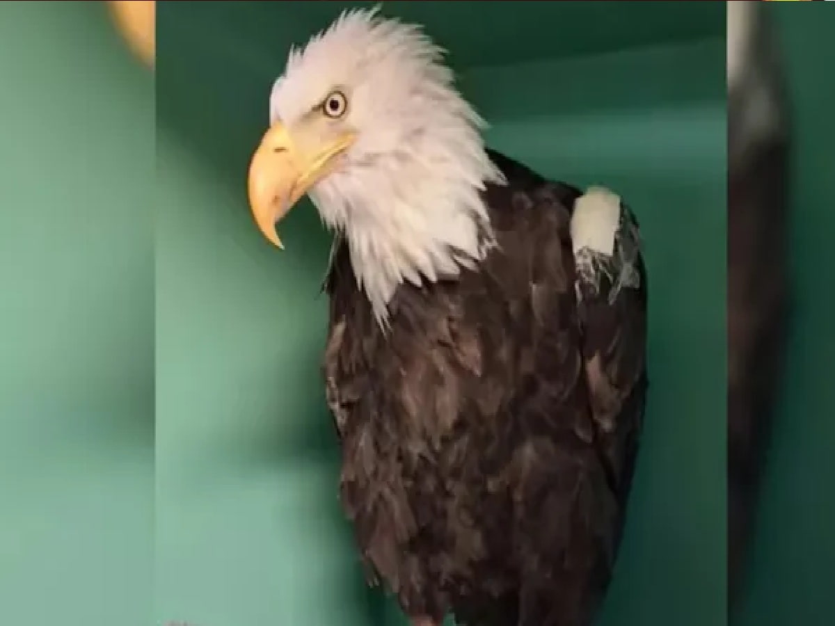 Jackie Died of Bird Flu: Autopsy Confirms Fatal Avian Influenza in Beloved California Icon